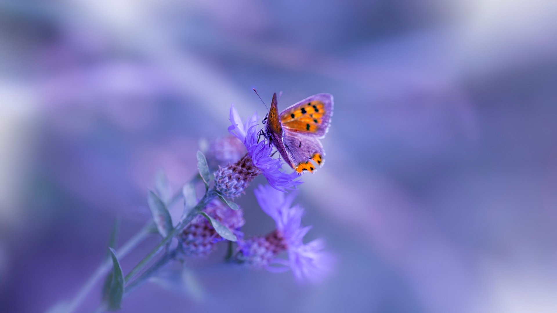 沙漠之巅的冰与火，卡瓦哈尔一剑封喉，尤文铁蹄碾碎沙特野望