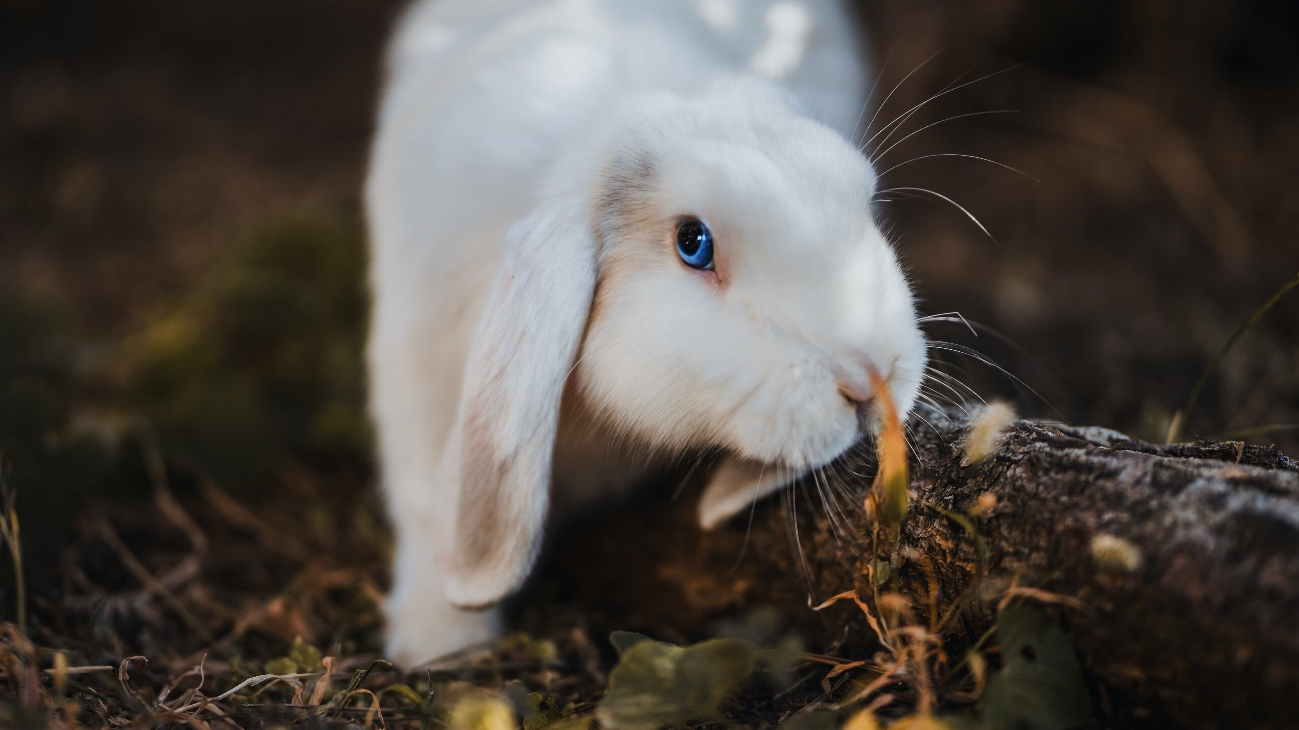 擎天柱西亚卡姆贯穿雷霆！新疆队诠释何为终结者
