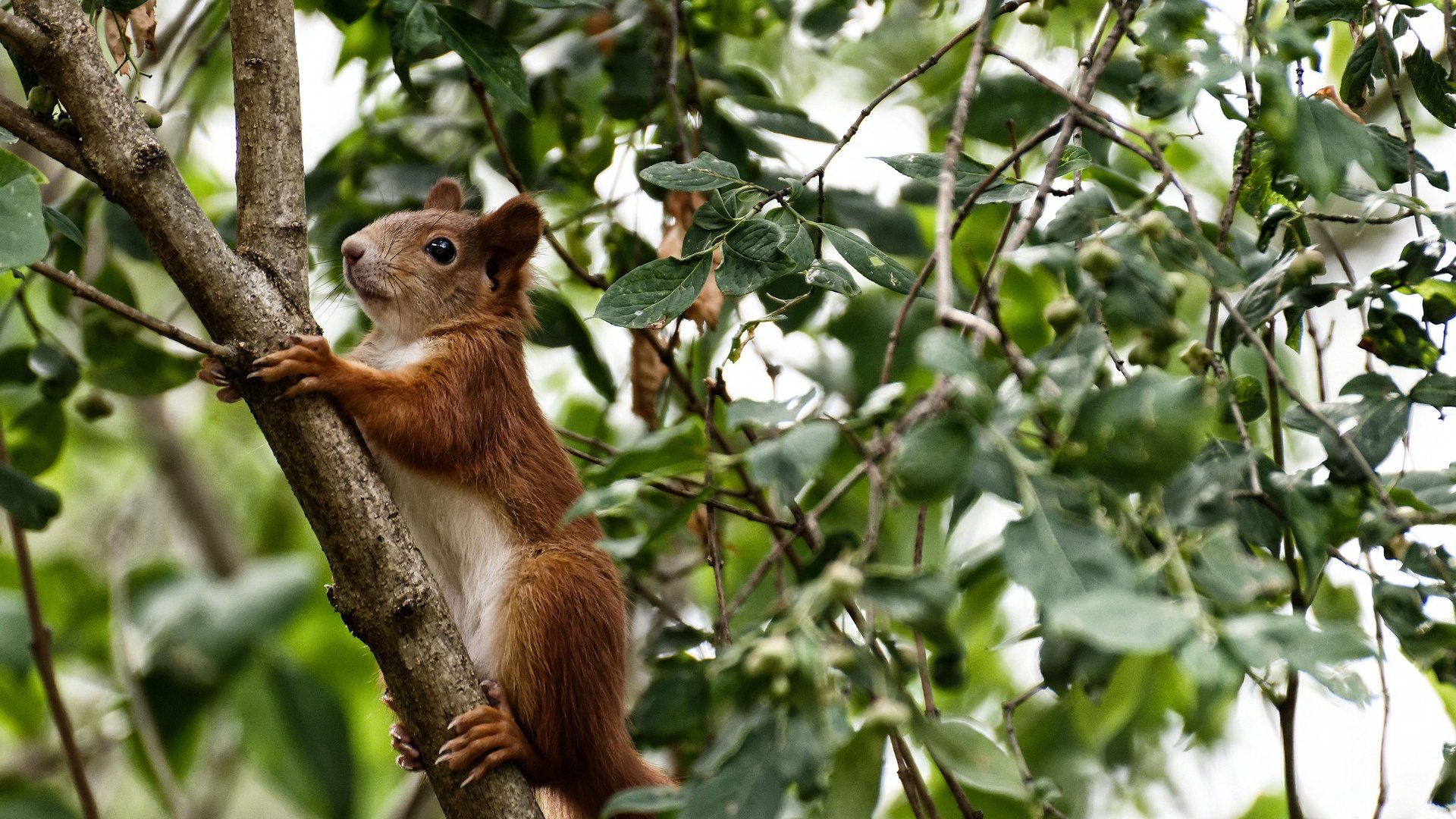 冰与火的协奏,阿劳霍爆发与极地风暴撕裂莱比锡