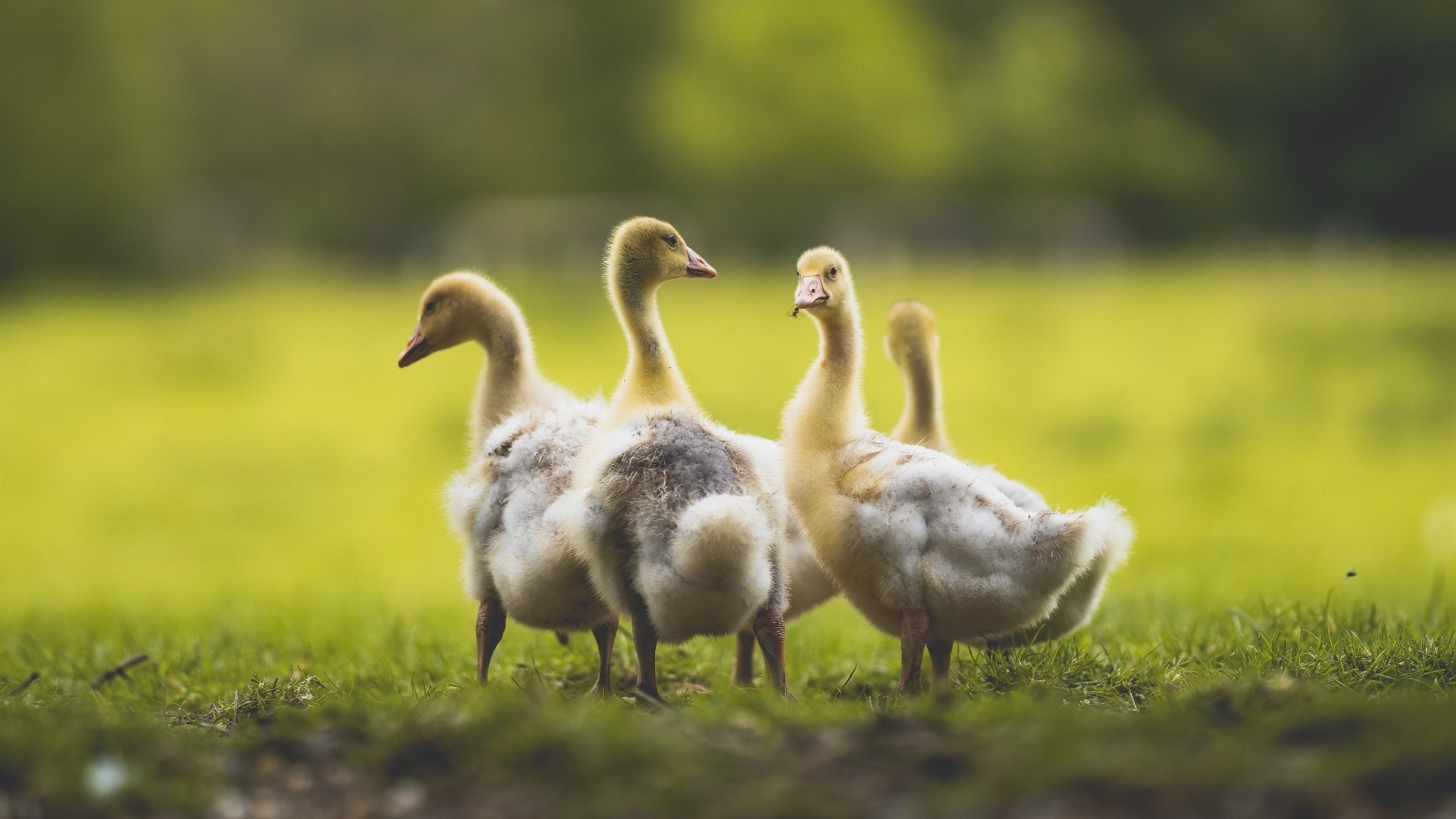 塞内加尔神秘阵容碾压法国!富安健洋化身关键先生导演历史性胜利