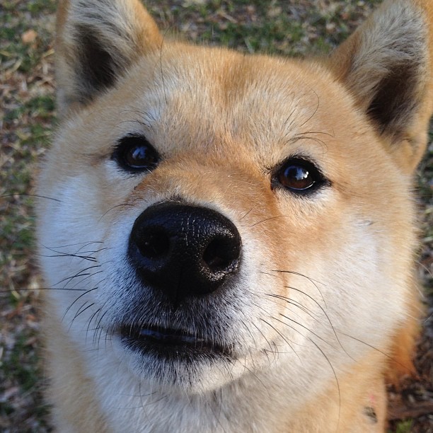 印城铁锁擒勇士，金州五小陷泥潭—英格拉姆成破局关键先生