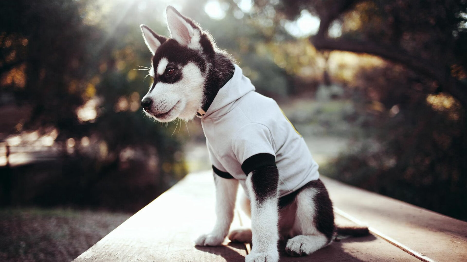 那不勒斯的终章，黄喜灿的史诗