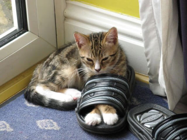 克莱末节15分+加时赛关键三分 约基奇三双 掘金鏖战加时险胜骑士