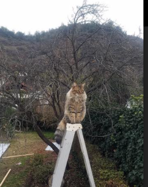 雷霆生死战爆发！连续得分狂潮窒息森林狼，昂首挺进总决赛