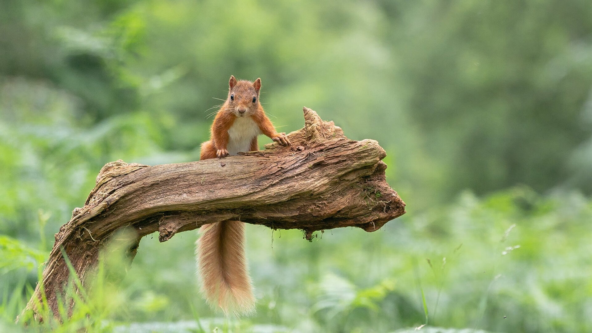 赛道上的篮球场，F1节奏与勇士节奏的终极共鸣