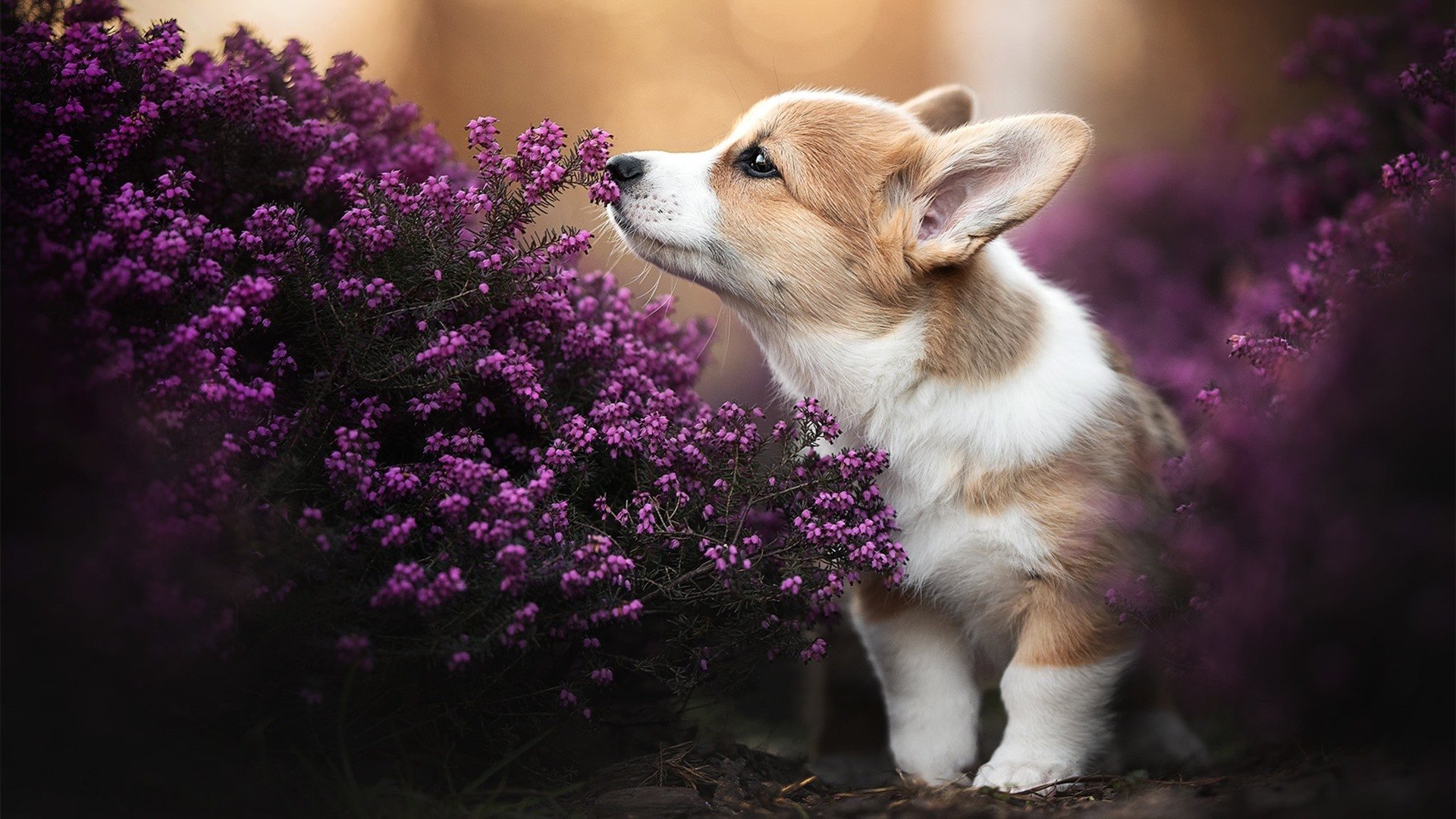 猎鹰啄碎蓝盾，格纳布里如何以唯一方式终结那不勒斯神话