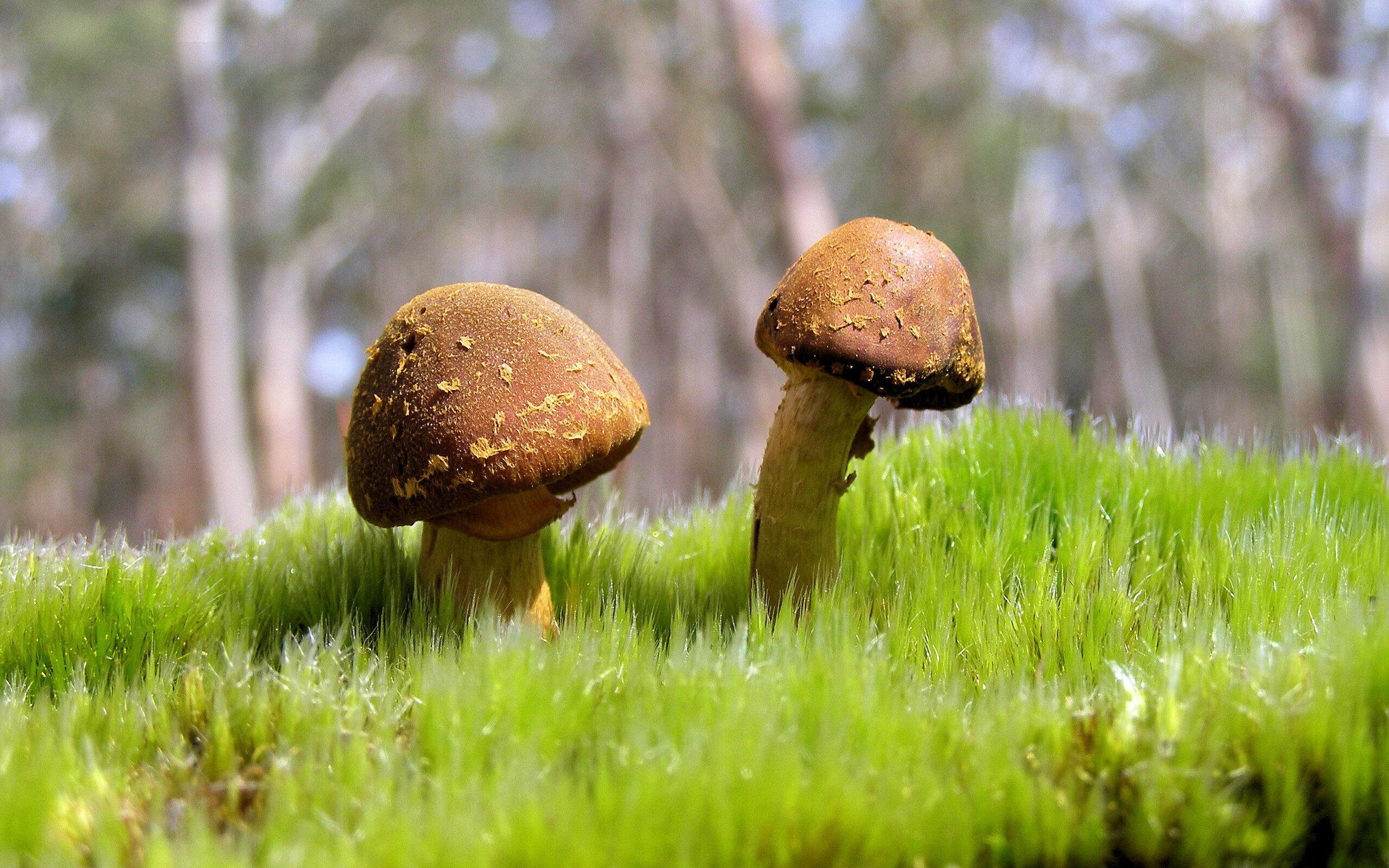 雷霆逆袭之战，福克斯30+10撕碎马刺，新一代控卫之王正名