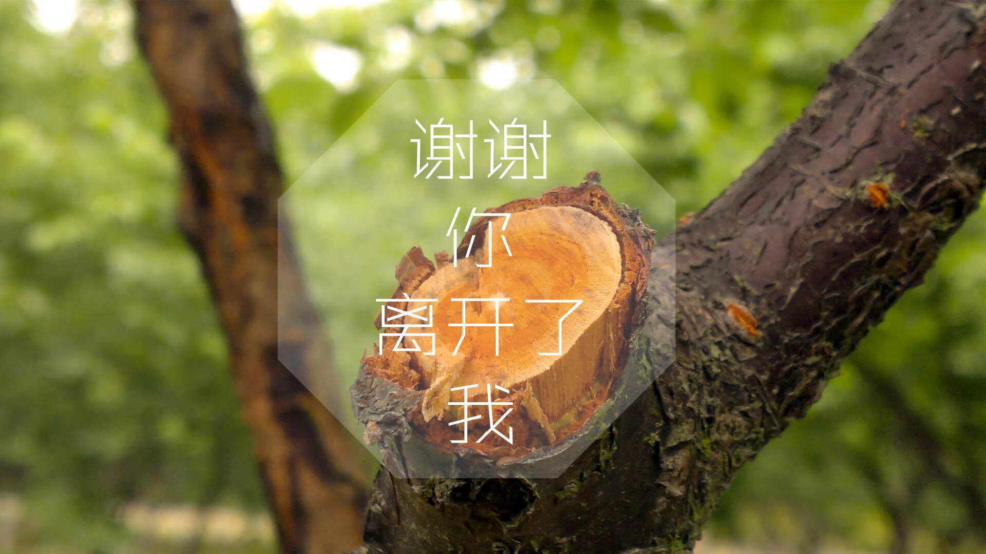 孤星耀世,2026世界杯巅峰对决,澳大利亚完胜挪威,费利克斯完成致命一击