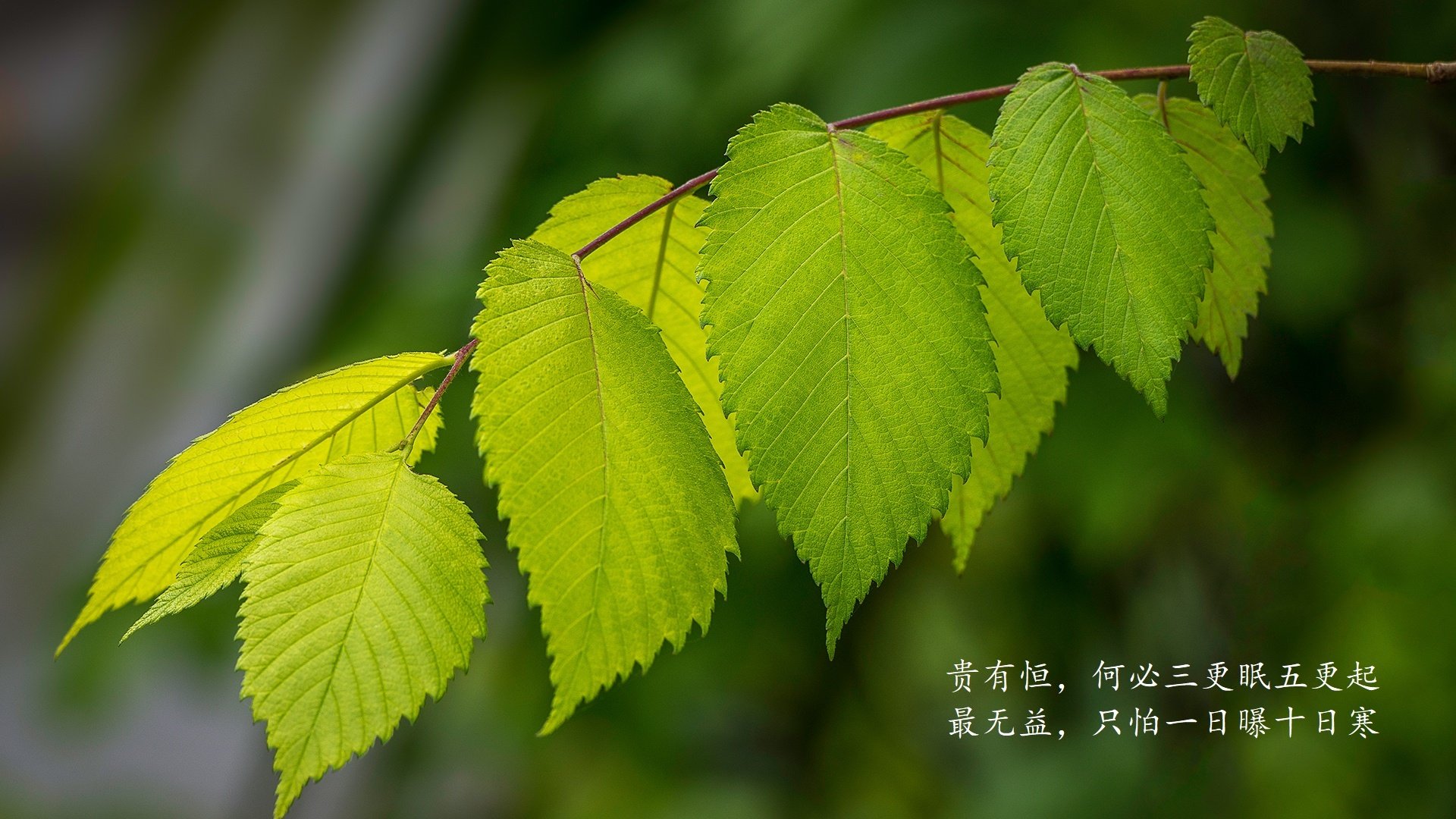 橙衣风暴,2026世界杯巅峰对决,莫德里奇导演荷兰绝地逆转哥斯达黎加
